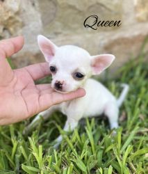 Teacup Chihuahua pups