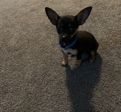 9week old chihuahua puppy