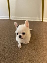 2-year-old cute white Chihuahua