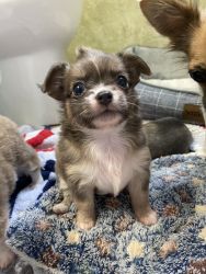 Two Chihuahua puppies for sale
