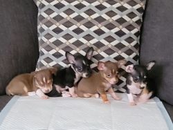 4 MALE CHIHUAHUAS FOR SALE