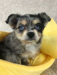 Merle Chihuahua Puppy