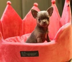Blue chihuahua’s For Sale!