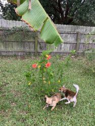 8 month Chihuahua/ Terrier mixed puppies for sale