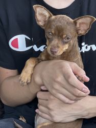 Cutie Chihuahua