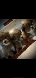 Pom-Chi Puppies