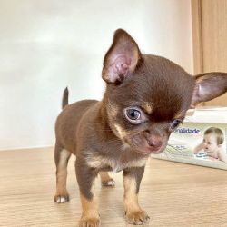 Lovely Chihuahua puppies for sale.
