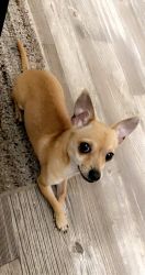Re homing Miniature Chihuahua
