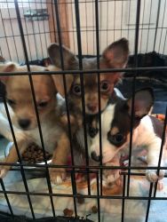 Chihuahua Puppies!