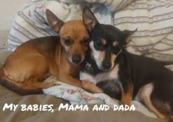 6 week old Chihuahua Pups