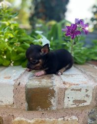 Male Teacup Chihuahua Puppies