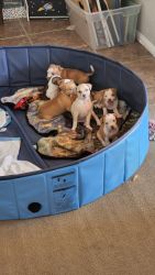 Pitbull & Chihuahua Puppies for Sale