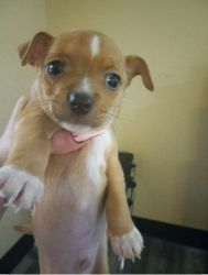 Full-blooded male chihuahua puppy