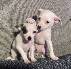 Chihuahuas for sale 10 weeks old super small
