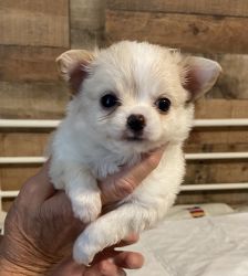 AKC Registered Male Chihuahua puppy for sale
