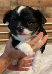 AKC REGISTERED CHIHUAHUA PUPPY FOR SALE IN NORTH CAROLINA.