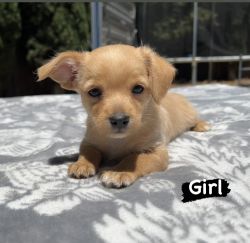 Two Chihuahua Mix Puppies
