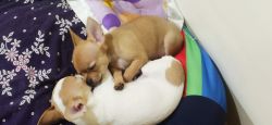 Chihuahua puppy for happy homes