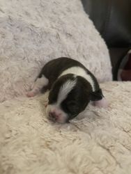 2 male full blooded chihuahua puppies