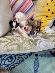 Chihuahua/shih tzu puppies