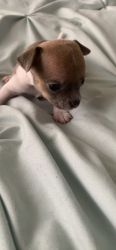 Four week old Chihuahuas