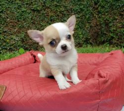 Sale of chihuahua puppies