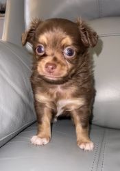 Chihuahua Longhair Puppies