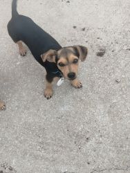 Black and brown Chihuahua puppy for adoption