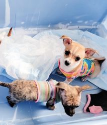 Chihuahua vacinated with 1st round of shots
