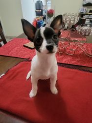 Chihuahua puppy hembra