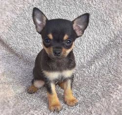 Chihuahua puppy for Re homing
