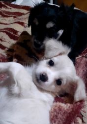 White Longhair Girl Chihuahua Puppy