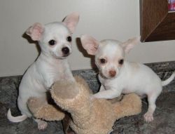 Exceptional and extraordinarily beautiful Chihuahua puppies