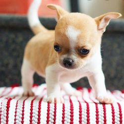 Chihuahua puppies available for adoption