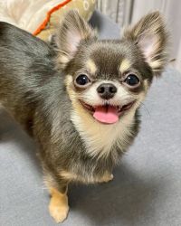 Rehoming chihuahua puppies