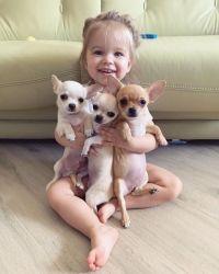 Cute tiny chihuahua puppies for re-homing