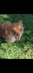 Gus - Maltese Chihuahua Mix