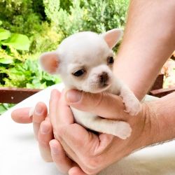 Tiny chihuahua puppies for adoption