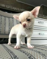 Re-homing tiny cchihuahua puppies