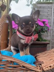 Chihuahua Puppies for sale