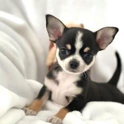 Chihuahua puppies Text or WhatsApp at.... +1(5xx) xx4-36xx
