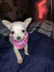 Ckc registered chihuahua