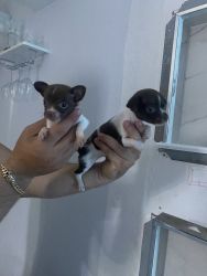 Chihuahua puppies tcup