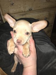 1 male 2 female chihuahua and shitzhu puppies for sale