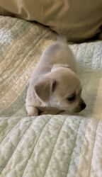 Blue Chihuahua Puppy (Girl)