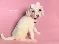 PEARL Chihuahua RESCUE Puppy