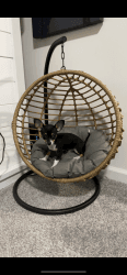 Seven month old male Chihuahua