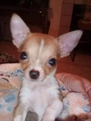 Chihuahua Puppies For Sale