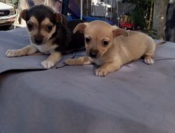 2 female chihuahua puppies