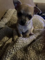 Apple head female chihuahua 6 weeks old, puppy pad trained!
